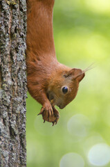 Red European Squirrel on a tree eats a walnut on a green background.  Photography portrait of European wildlife animals close up. City park in summer