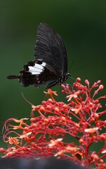 Many species of butterflies, many colors Strangely beautiful in Pasida National Park Sa Kaeo Province, Thailand, taken on 29 June 2024.