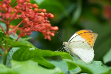 Many species of butterflies, many colors Strangely beautiful in Pasida National Park Sa Kaeo Province, Thailand, taken on 29 June 2024.