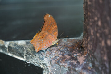 Obraz premium Many species of butterflies, many colors Strangely beautiful in Pasida National Park Sa Kaeo Province, Thailand, taken on 29 June 2024.