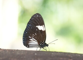 Many species of butterflies, many colors Strangely beautiful in Pasida National Park Sa Kaeo Province, Thailand, taken on 29 June 2024.