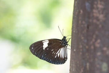 Many species of butterflies, many colors Strangely beautiful in Pasida National Park Sa Kaeo Province, Thailand, taken on 29 June 2024.