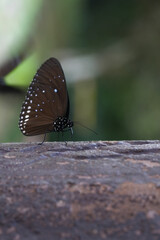 Many species of butterflies, many colors Strangely beautiful in Pasida National Park Sa Kaeo Province, Thailand, taken on 29 June 2024.