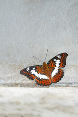 Many species of butterflies, many colors Strangely beautiful in Pasida National Park Sa Kaeo Province, Thailand, taken on 29 June 2024.