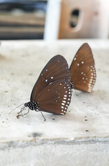 Many species of butterflies, many colors Strangely beautiful in Pasida National Park Sa Kaeo Province, Thailand, taken on 29 June 2024.