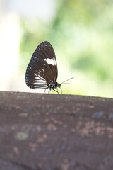Many species of butterflies, many colors Strangely beautiful in Pasida National Park Sa Kaeo Province, Thailand, taken on 29 June 2024.