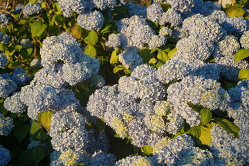 Hydrangeas
