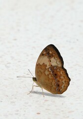 Many species of butterflies, many colors Strangely beautiful in Pasida National Park Sa Kaeo Province, Thailand, taken on 29 June 2024.