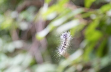 Caterpillar that turns into a butterfly In Pasida National Park Sa Kaeo Province, Thailand, taken on 29 June 2024.