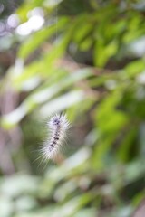 Caterpillar that turns into a butterfly In Pasida National Park Sa Kaeo Province, Thailand, taken on 29 June 2024.
