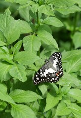 Many species of butterflies, many colors Strangely beautiful in Pasida National Park Sa Kaeo Province, Thailand, taken on 29 June 2024.