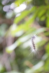 Caterpillar that turns into a butterfly In Pasida National Park Sa Kaeo Province, Thailand, taken on 29 June 2024.