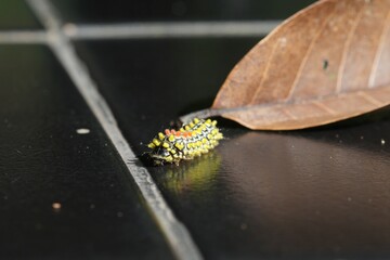 Caterpillar that turns into a butterfly In Pasida National Park Sa Kaeo Province, Thailand, taken on 29 June 2024.
