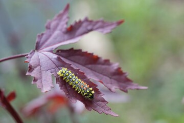 Caterpillar that turns into a butterfly In Pasida National Park Sa Kaeo Province, Thailand, taken on 29 June 2024.