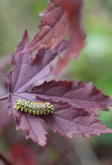 Caterpillar that turns into a butterfly In Pasida National Park Sa Kaeo Province, Thailand, taken on 29 June 2024.