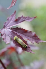Caterpillar that turns into a butterfly In Pasida National Park Sa Kaeo Province, Thailand, taken on 29 June 2024.