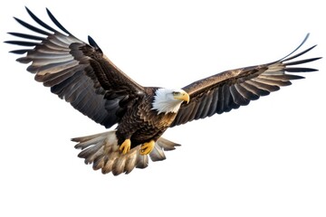 Obraz premium American bald eagle flying animal bird.