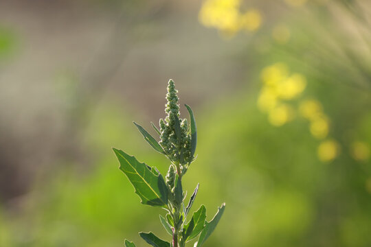 Chenopodium. Goosefoot. White goosefoot. Bathua. Plant growing in the garden. Nature concept.