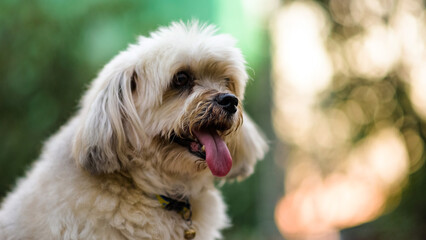 Closeup portrait of shih tzu dog with blur foliage bokeh at sunset