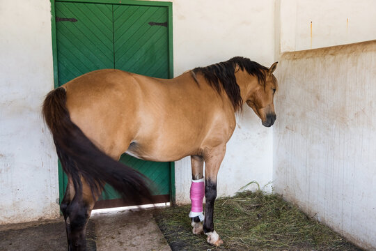Big brown horse with bandaged on injured front left leg in stable