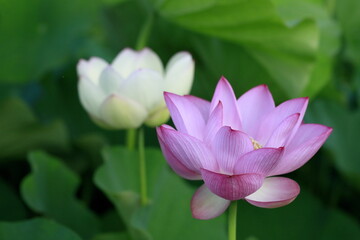 Obraz premium 日本のハス