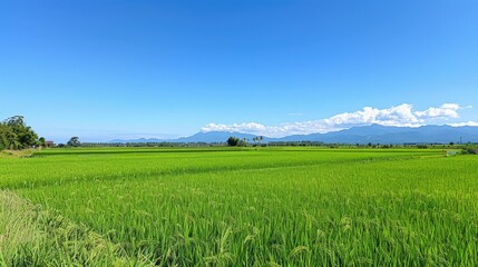 Fototapeta premium Panorama of green rice fields with a clear blue sky and a distant mountain range.