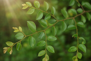 Green leaves with thorns resembling hawk's claws, close-up, backlit by sunlight (Ziziphus oenoplia )
