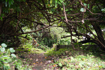 枝葉が覆い被さるように生える森の道