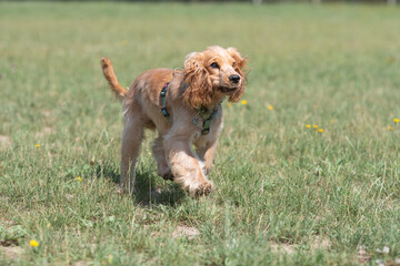 Красивый породистый кокер-спаниель играет в городском парке.