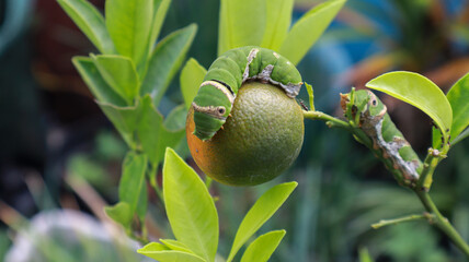 A close up photo of a green caterpillar on a lime fruit, with leaves and a branch in the background. Green Caterpillar on a Lime Nature Background.