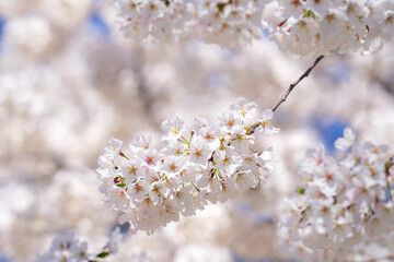 Sunny Spring Day. Spring background of branches of a blossoming tree on blue sky. Cherry blossoms trees in spring. White plum blossom, beautiful white flowers, plum branch. Bloom on branch.