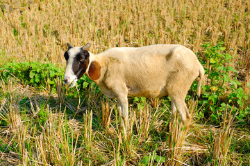 Photograph of a Cattle Goats eating grass in the morning. Animal Farming Industry. Graphic...