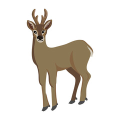 Fototapeta premium vector drawing western roe deer isolated at white background, hand drawn illustration