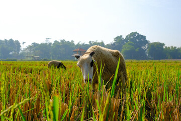 Photograph of a Cattle Goats eating grass in the morning. Animal Farming Industry. Graphic...