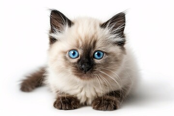 A_fluffy_white_kitten_with_blue_eyes