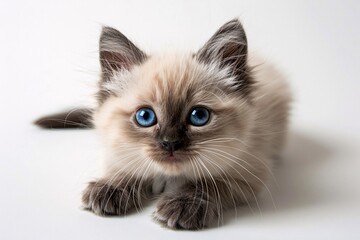 A_fluffy_white_kitten_with_blue_eyes