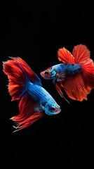 Captivating Siamese Fighting Fish in Motion: Vibrant Red and Blue Betta Isolated on Black Background. Elegant Aquatic Art Showcasing the Graceful Movement and Striking Colors of Betta Fish. Stunning 4