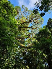 Arenal Observatory Parklands in Alajuela Province, Costa Rica