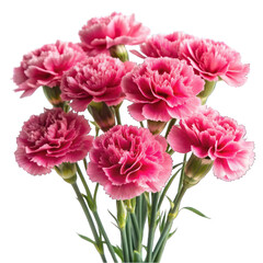 Pink carnations isolated on transparent background