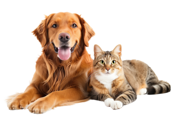 Portrait of Happy dog and cat that looking at the camera together isolated on transparent background, friendship between dog and cat, amazing friendliness of the pets