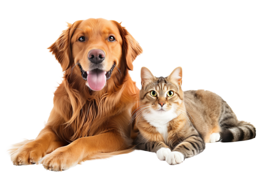 Portrait of Happy dog and cat that looking at the camera together isolated on transparent background, friendship between dog and cat, amazing friendliness of the pets