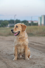 Beautiful purebred golden retriever on a walk outdoors.