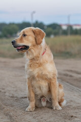 Beautiful purebred golden retriever on a walk outdoors.
