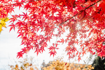 Fototapeta premium Close-up of vibrant red maple leaves in autumn with sunlight filtering through, highlighting the beauty of fall foliage. 