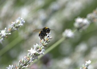 furry bumblebee collects pollen on white lavender flowers