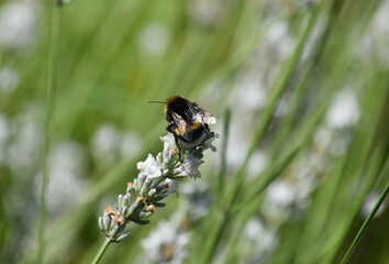 furry bumblebee collects pollen on white lavender flowers