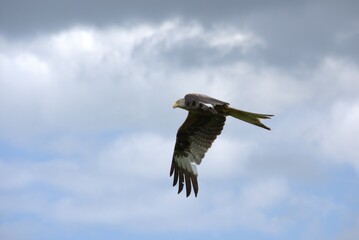 kite flies against the background of gray clouds