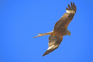 kite flies under the blue sky