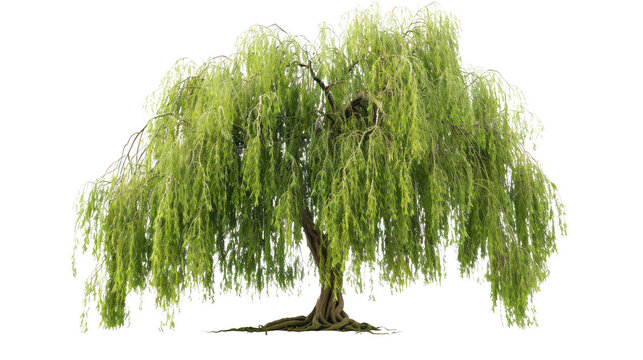 Gigantic willow isolated on a pure white background