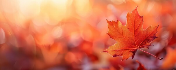 Fototapeta premium Single red maple leaf on a blurred background of autumn leaves.